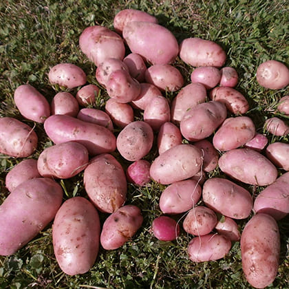 Розара 2