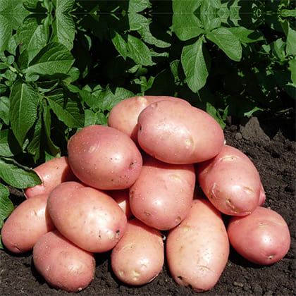 Розара