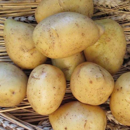 гала2